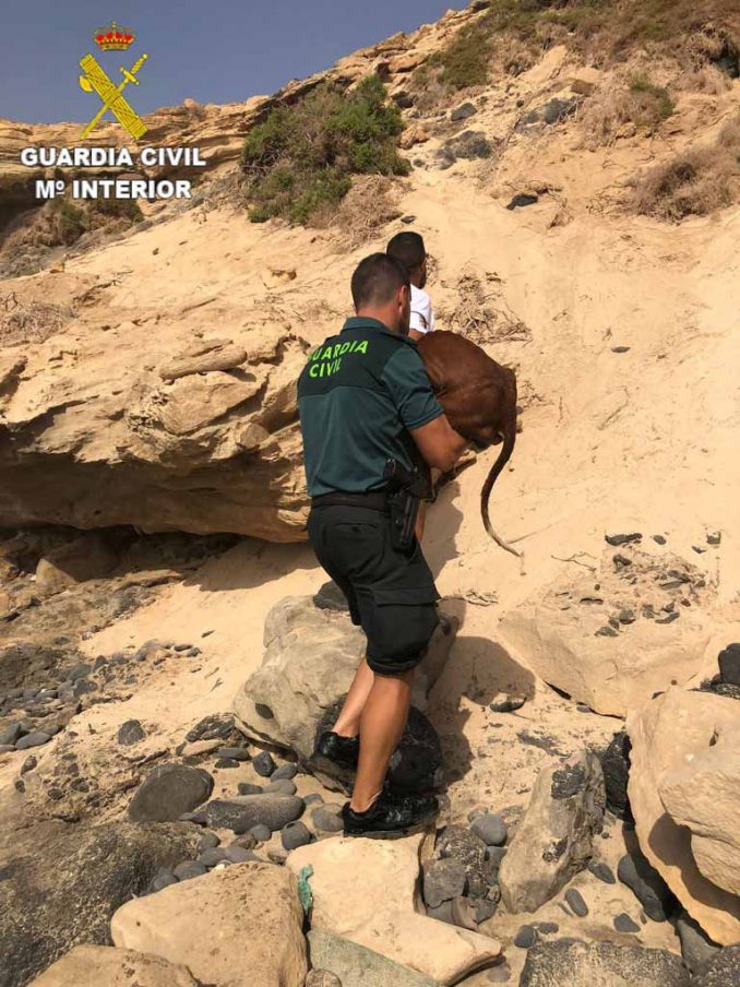 Guardia Civil rettet zwei dehydrierte Hunde an schwer zugänglichem Strand im Süden Fuerteventuras 3 Hund Barranco Fuerteventura