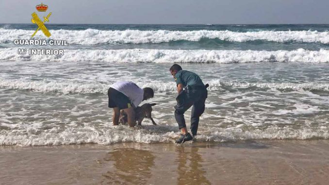 Guardia Civil rettet zwei dehydrierte Hunde an schwer zugänglichem Strand im Süden Fuerteventuras 2 Hunderettung Fuerteventura