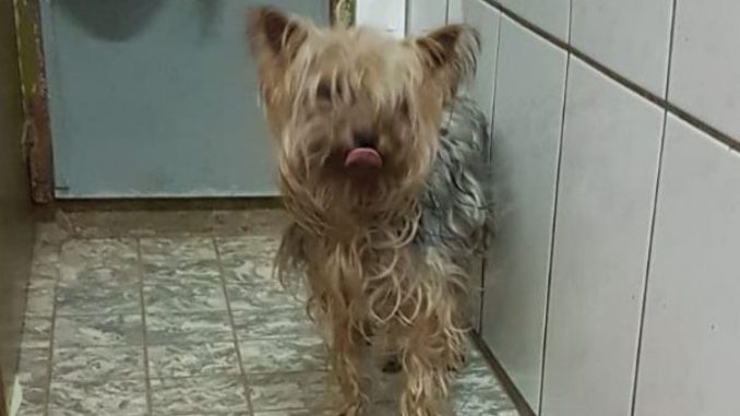 Yorkie