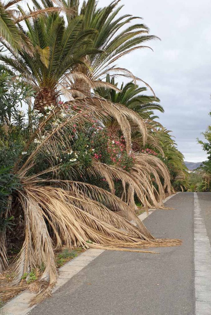 Rettung für die Palmen von Costa Calma? 3 Costa Calma Palmenwald