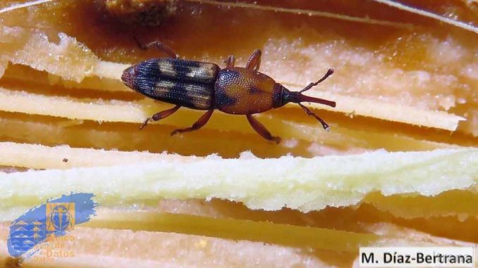 Rettung für die Palmen von Costa Calma? 1 Diacolandra frumenti Fuertenventura