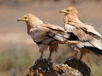 Schmutzgeier Fuerteventura