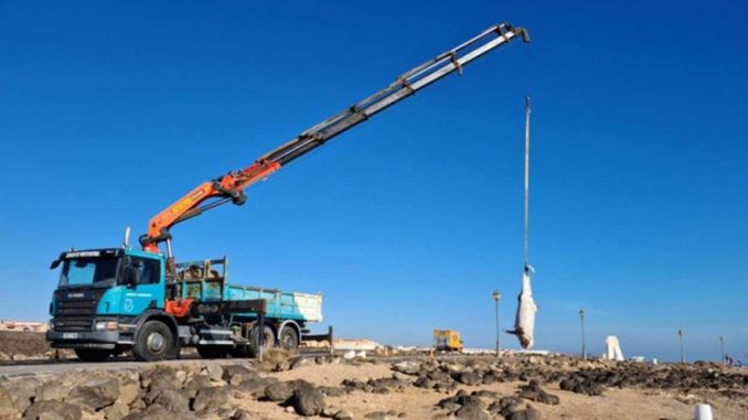 Gestrandete-Delfine-Fuerteventura