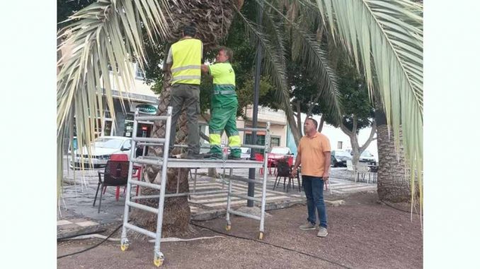 Anti-Ratten-Ringe-Palmen-Jandia-Fuerteventura