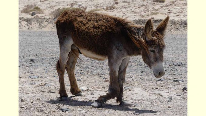 Fuerteventura-Esel-nicht-in-Not