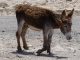 Fuerteventura Esel nicht in Not