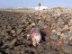 toter Delfin Fuerteventura Las Salinas