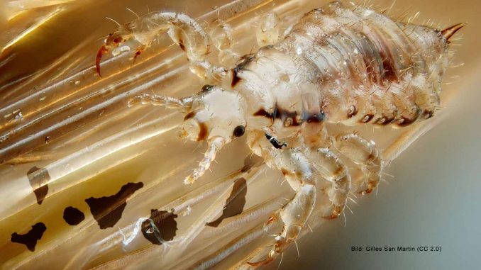 Kopflaus-Fuerteventura-Kanaren