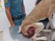 Misshandelte Hunde