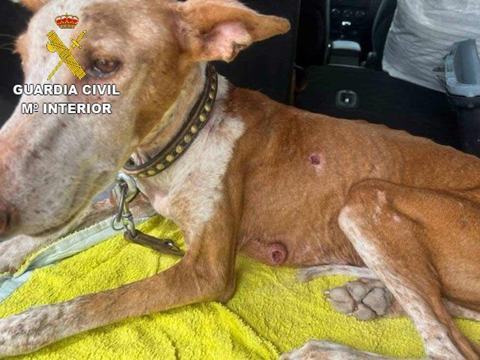 Podenco Tierquaelerei Fuerteventura