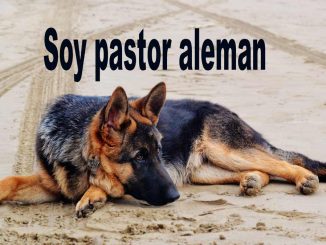 Soy pastor aleman