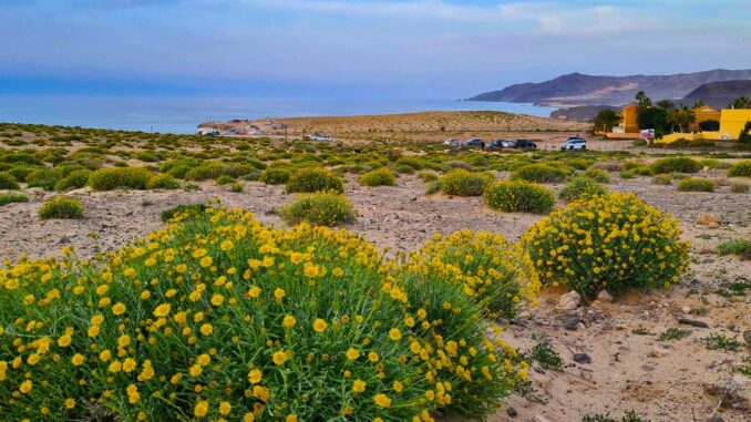 Fuerteventura-grün-nach-Regen