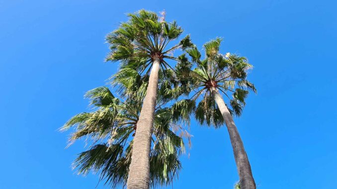 Fuerteventura-Palmen-blauer-Himmel