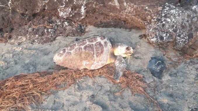 Schildkroete_Costa_Calma