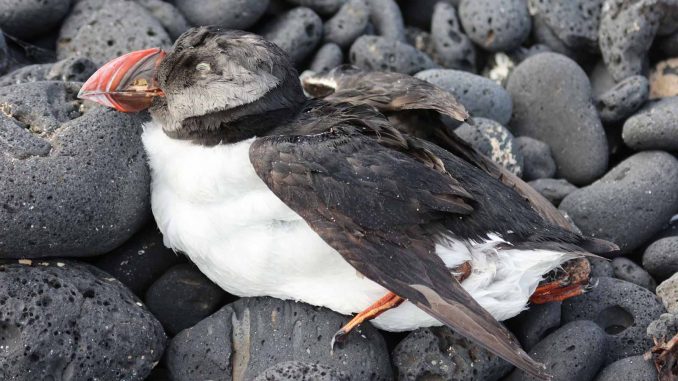 verendeter Papageitaucher Fuerteventura