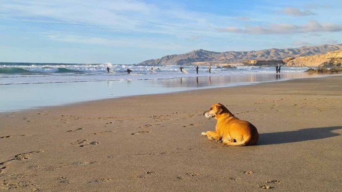 Hund-Strand-La-Pared
