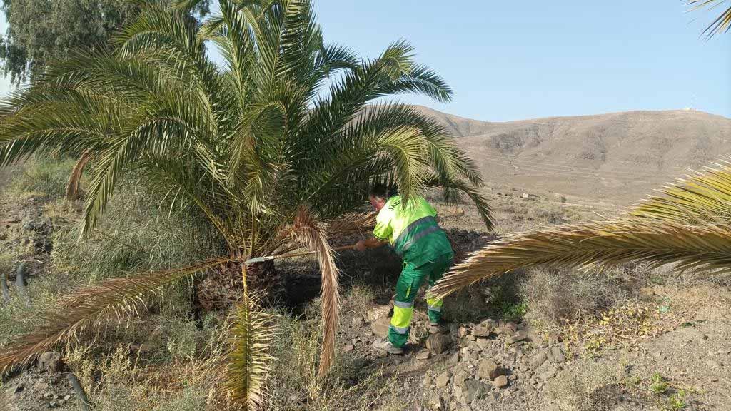 Palme wird beschnitten Fuerteventura