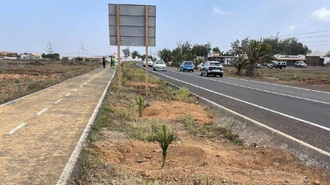 Palmen-Straßenrand-La-Oliva-Fuerteventura