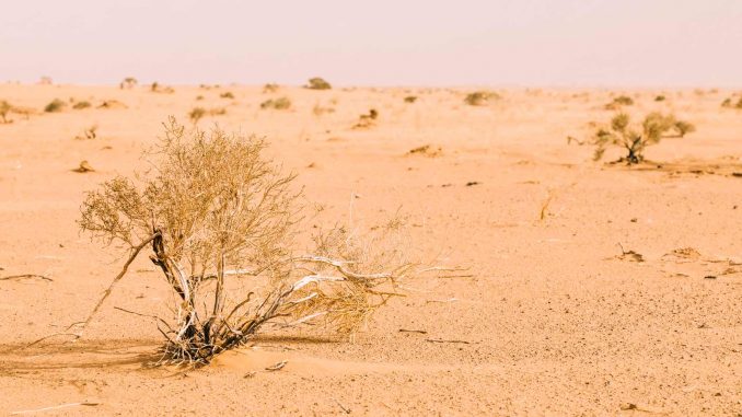 Hitze-Trockenheit-Fuerteventura