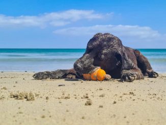 Hund Strand Fuerteventura