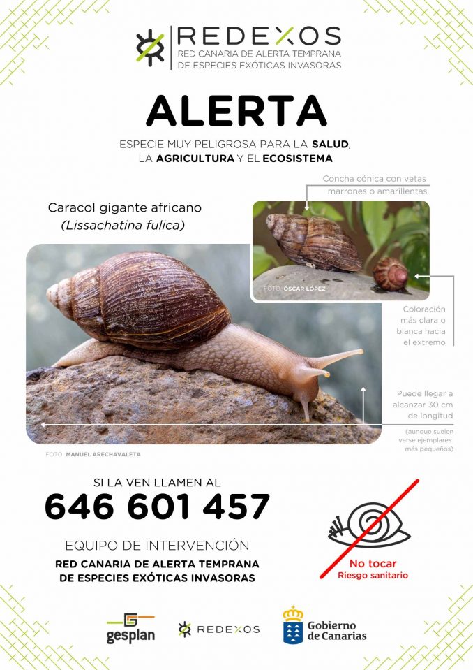 Ostafrikanische Riesenschnecke Teneriffa